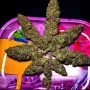 Cannabis seeds Ice Cream Cake from Barney's Farm